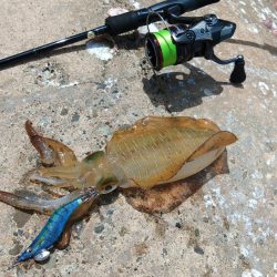 今年のアオリイカは成長が早い